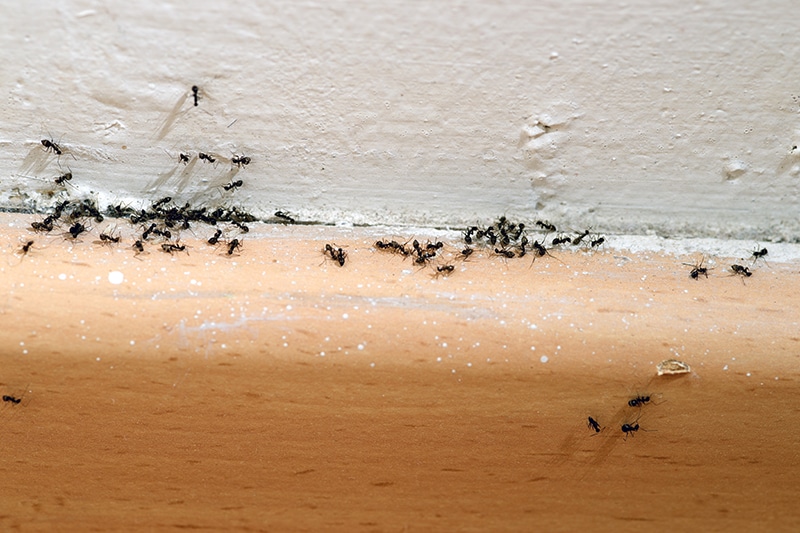 Professional pest control services - House ant elimination
